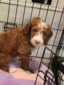 Tilly and Tucker's puppies