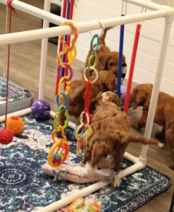 Seven weeks play room 2