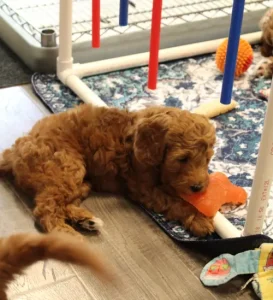Seven weeks play room
