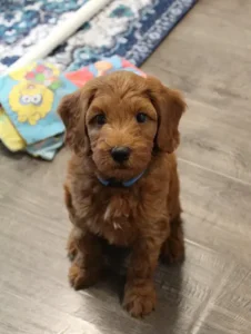 Seven weeks play room Tanner 2