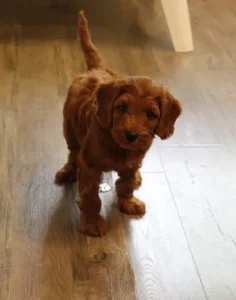 Seven weeks play room Tanner 3