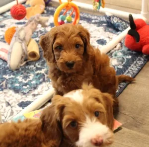 Seven weeks play room Tanner
