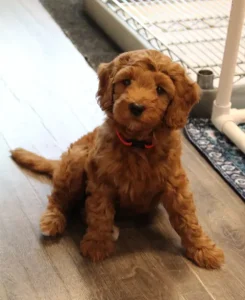 Seven weeks play room Teddy
