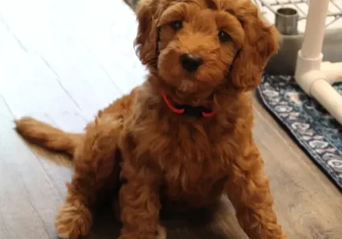 Seven weeks play room Teddy