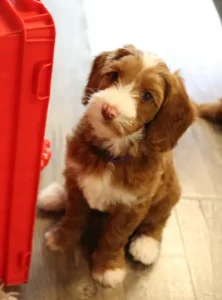 Seven weeks play room Tessa