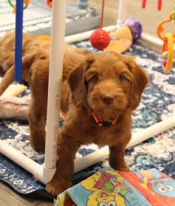 Seven weeks play room Timmy 1