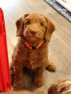 Seven weeks play room Timmy
