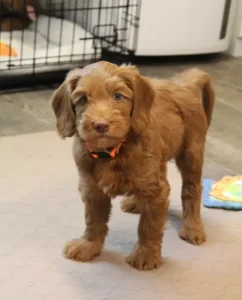 Seven weeks play room Timmy 3