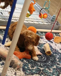 Seven weeks play room Tommy