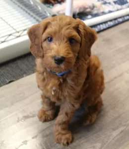 Seven weeks playroom Tanner