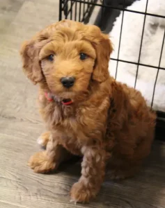 Seven weeks playroom Teddy
