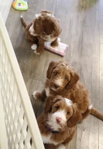 Seven weeks playroom Tylor Tommy Tessa