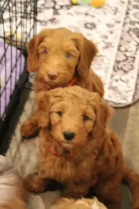 Seven weeks pups 2
