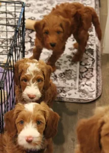 Seven weeks pups