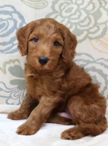 Tilly and Tucker's puppies are here!