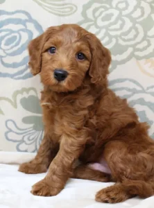 Six weeks Tanner