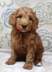 Six weeks Teddy 2