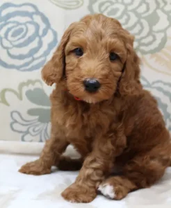 Six weeks Teddy 3