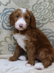 Six weeks Tessa 2