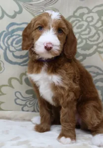 Six weeks Tessa