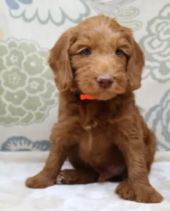 Six weeks Timmy 2