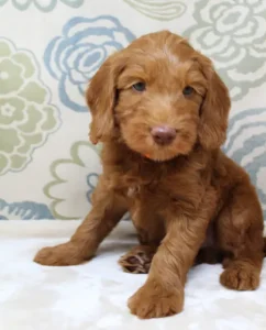 Six weeks Timmy