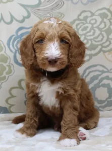 Six weeks Tommy 2