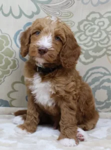 Six weeks Tommy