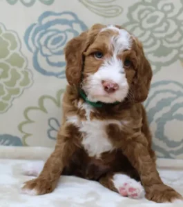 Six weeks Tylor 1
