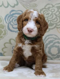 Six weeks Tylor