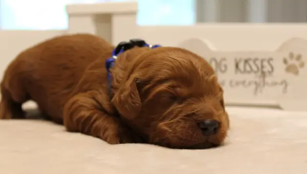 Tilly and Tucker’s puppies are here! Ten days Tanner