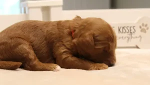 red mini labradoodles best Oregon breeder