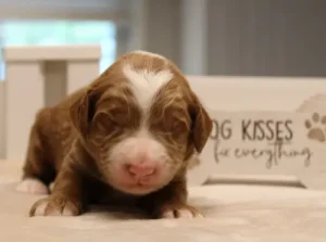Tilly and Tucker's puppies are here!