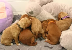 Tilly and Tucker's puppies