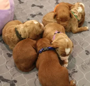 Ten days litter 2