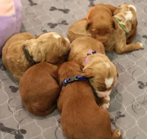 Tilly and Tucker's puppies are here!