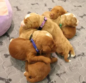 Ten days litter