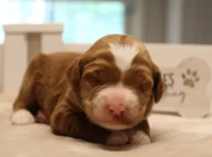 Tilly and Tucker's puppies are here!