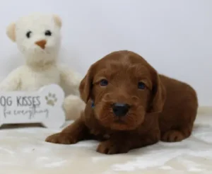 Tilly and Tucker's puppies are here!