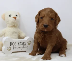 Three weeks Teddy