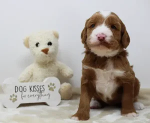 Three weeks Tessa