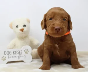 Three weeks Timmy
