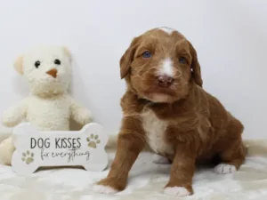 Three weeks Tommy