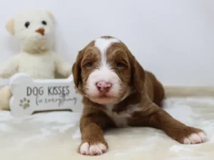 Three weeks Tylor