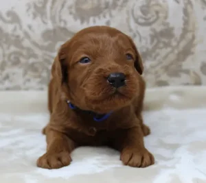 Two weeks Tanner