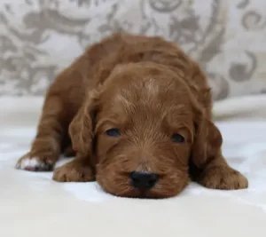 Two weeks Teddy