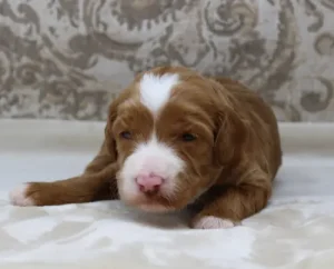 Two weeks Tessa 2