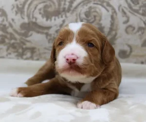 Tilly and Tucker's puppies are here!