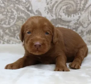 Two weeks Timmy 1