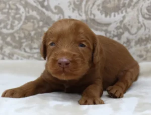 Two weeks Timmy 2
